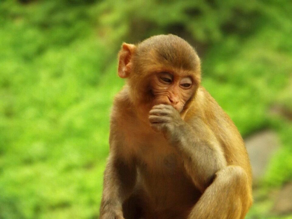 Wildlife nature bundi