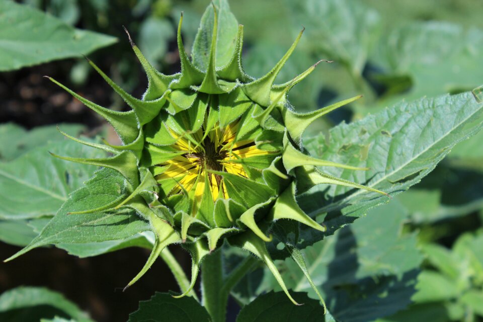Flower plant nature