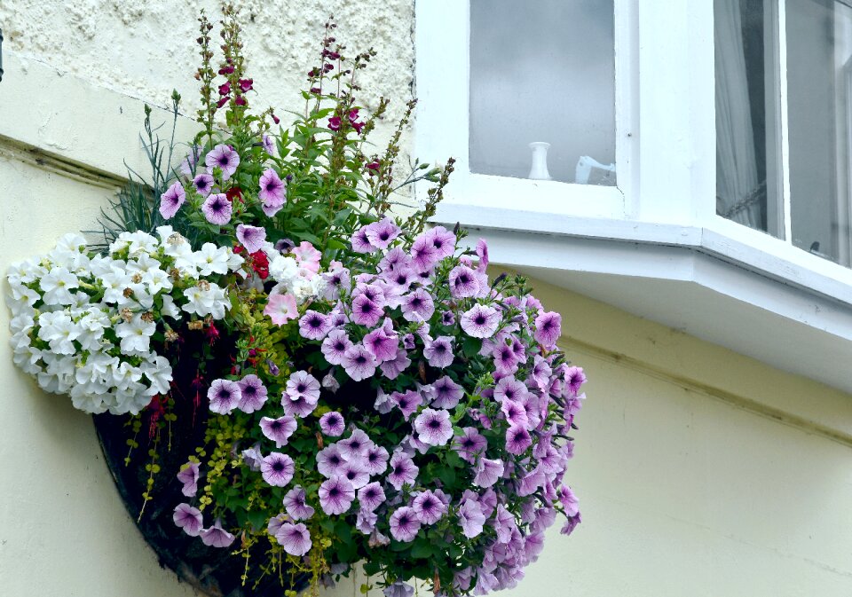Floral petunias purple
