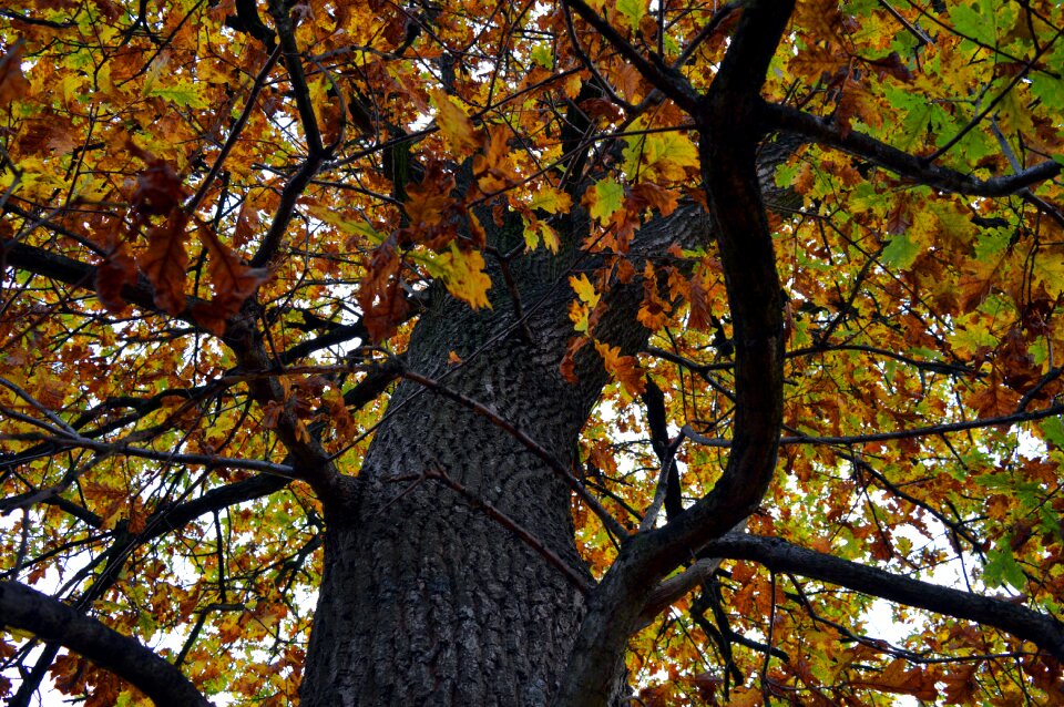 Tribe oak oak tree