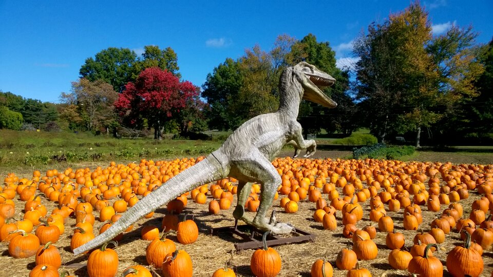Pumpkin dinosaur autumn