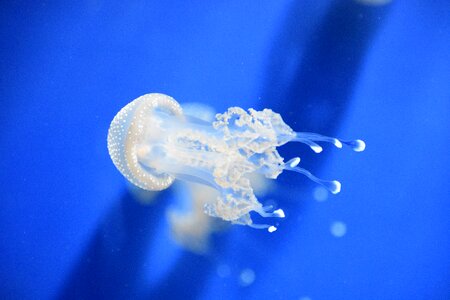 Jellyfish genova's aquarium beautiful marine species