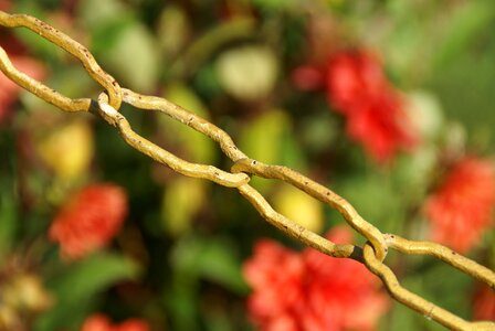 Bind chain link yellow photo