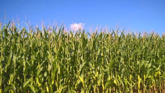 Corn agriculture field photo