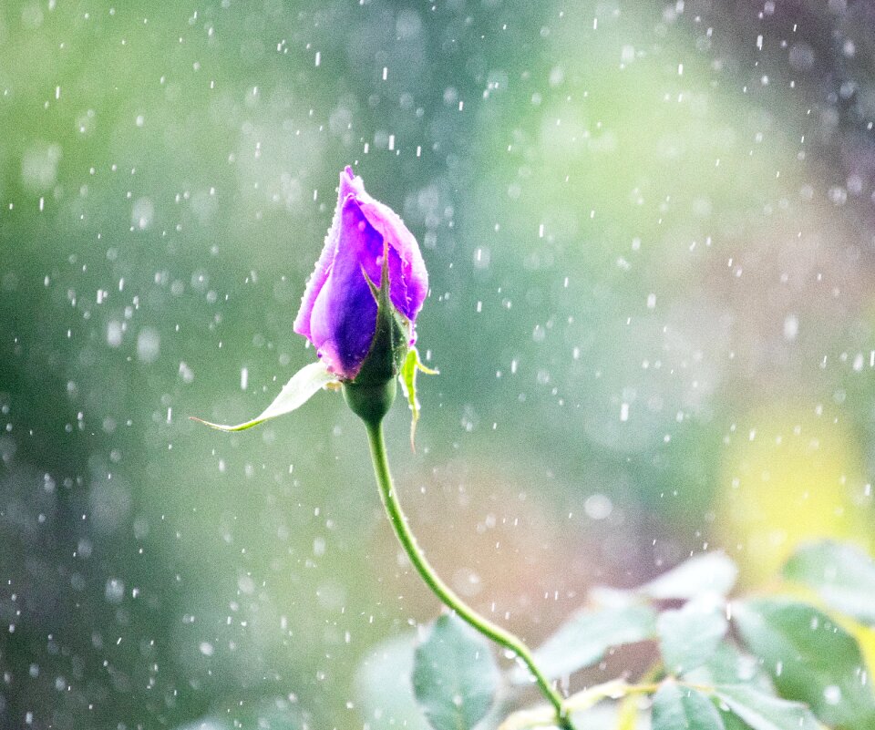 Bloom blossom
