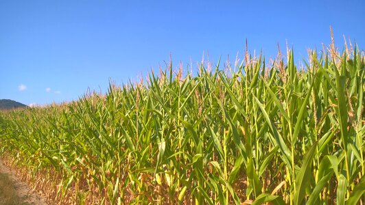 Corn agriculture field photo