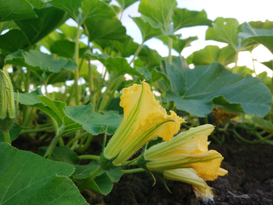 Plant petal yellow