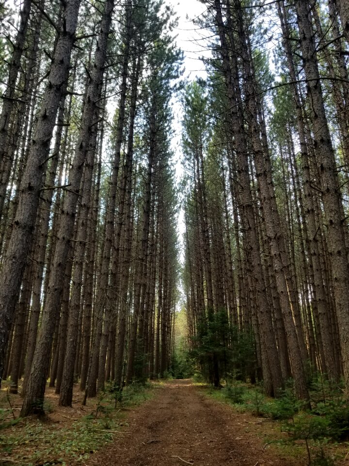 Trees forest