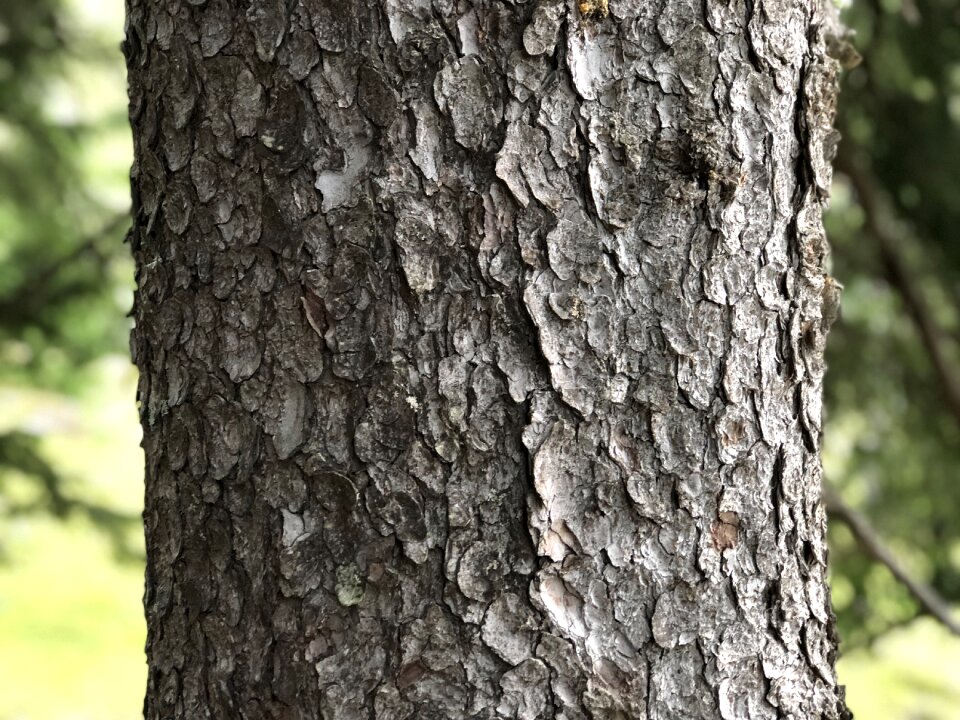 Forest fir tree nature