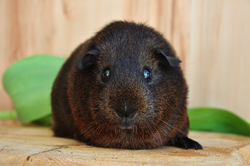 Fur animals animal gold agouti