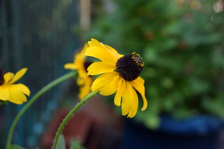 Bloom nature yellow