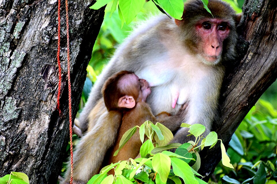 Baby mammal primate