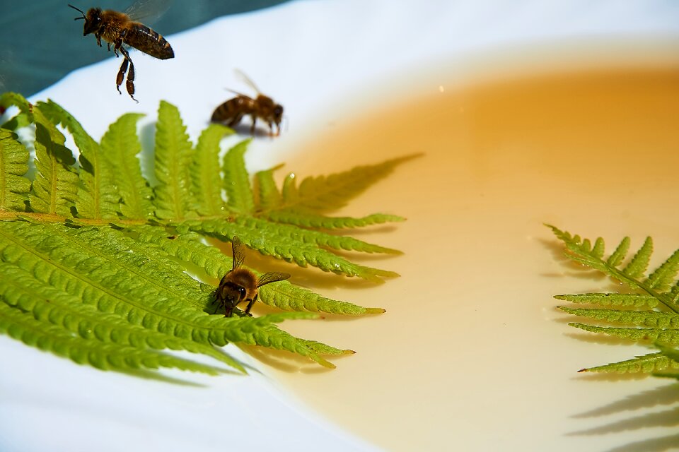 Honey water drought food