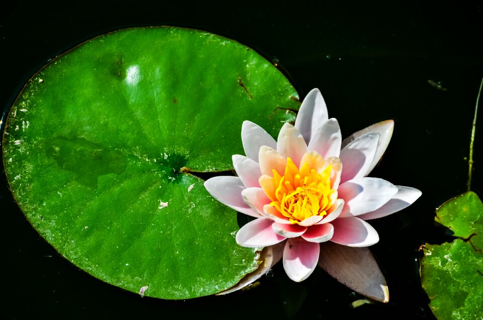 Green bloom flower