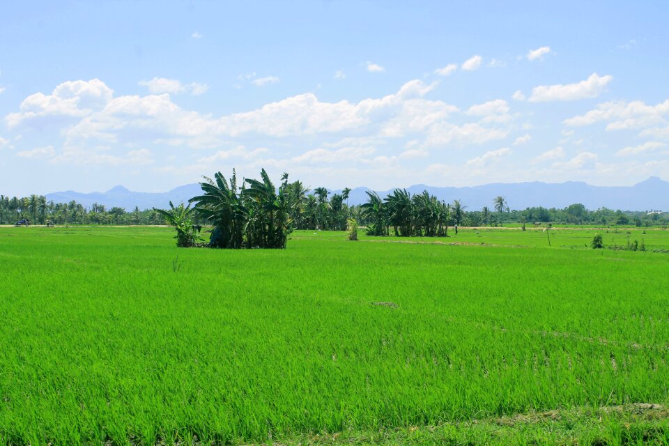 Agriculture irrigation view