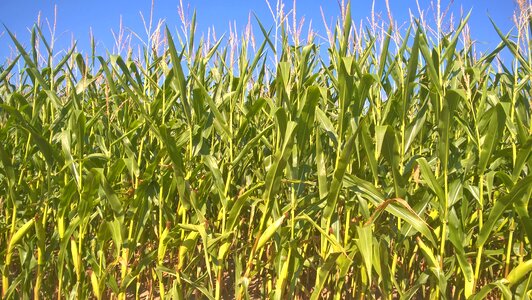Landscape corn field photo