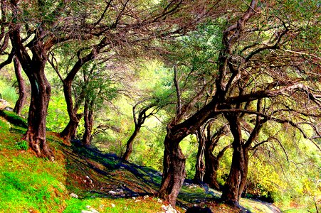 Grove mediterranean landscape