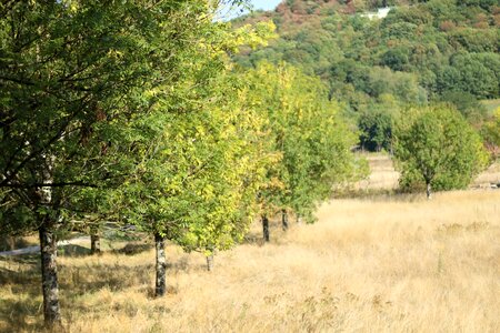 Pre tidy trees based