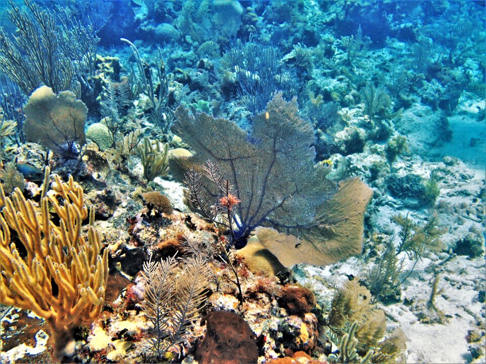 Scuba caribbean sea