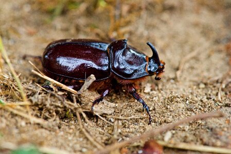 Rhinoceros beetle macro-photo