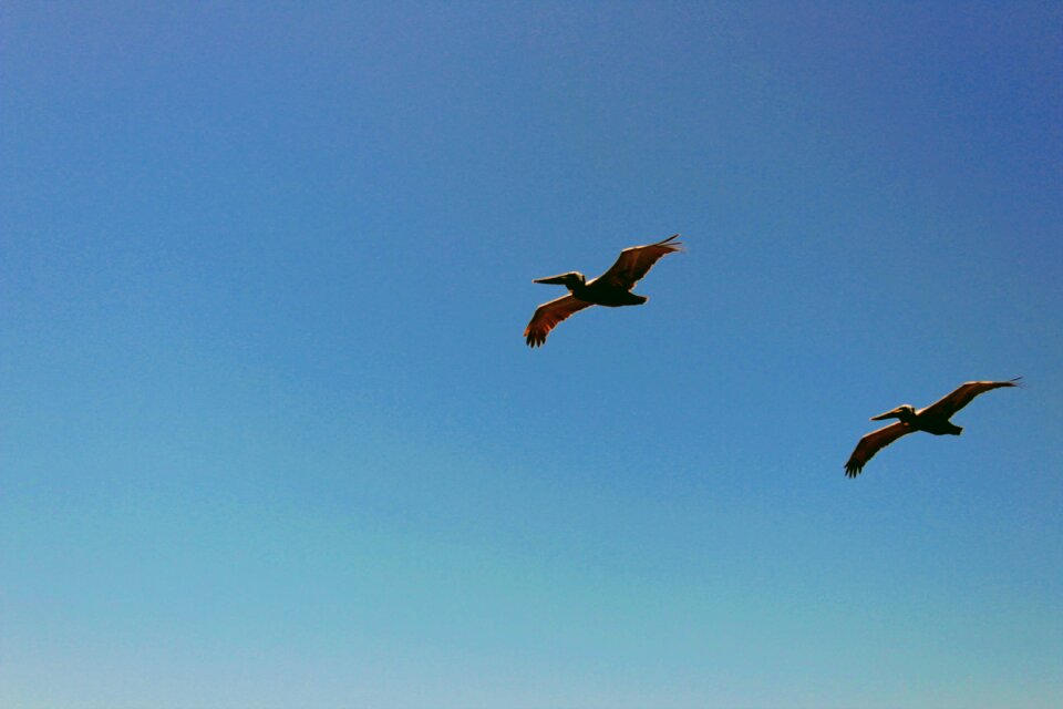 Nature animal bird