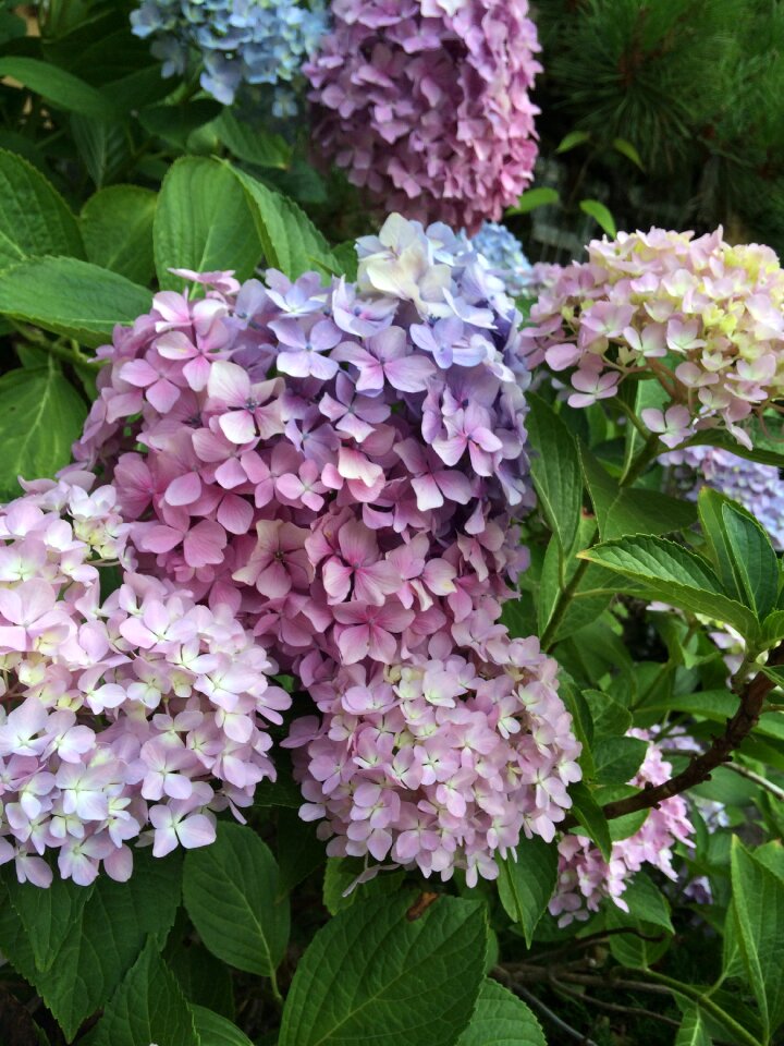 Nature plants hydrangea