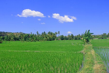 Agriculture irrigation view