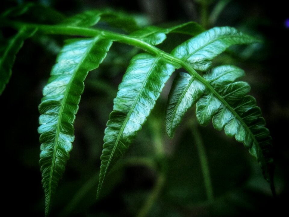 Plant nature forest