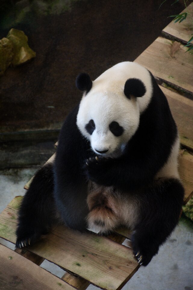 Mammal bears predator