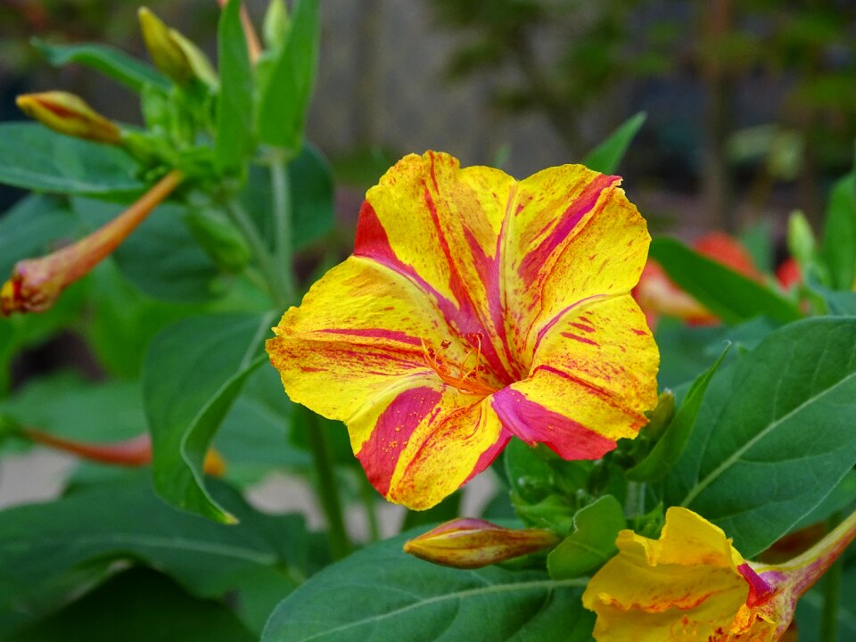 Blossom bloom orange