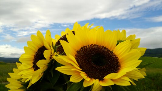 Natural summer plant