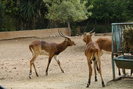 Deer zoo captive
