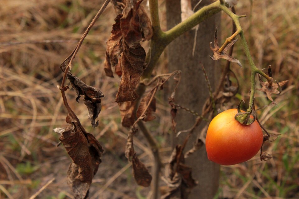 Plant drought bush