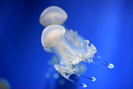 The jellyfish naturals sea creatures photo