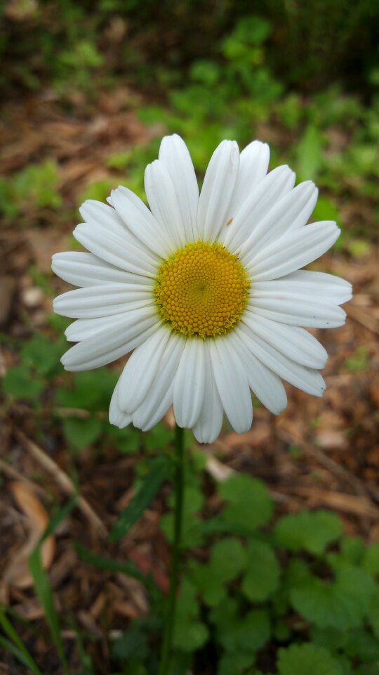 Nature minnesota