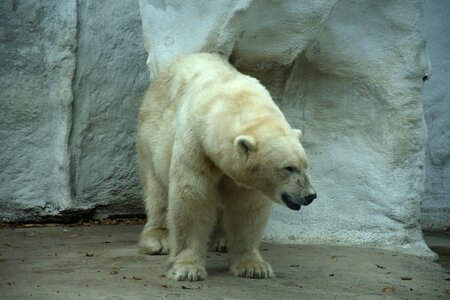 Mammal zoo cold
