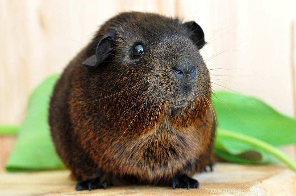 Fur animals animal gold agouti