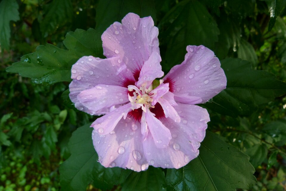 Garden nature summer