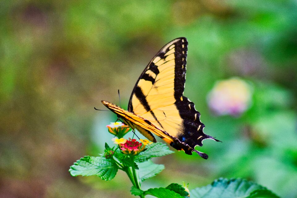 Insect wing