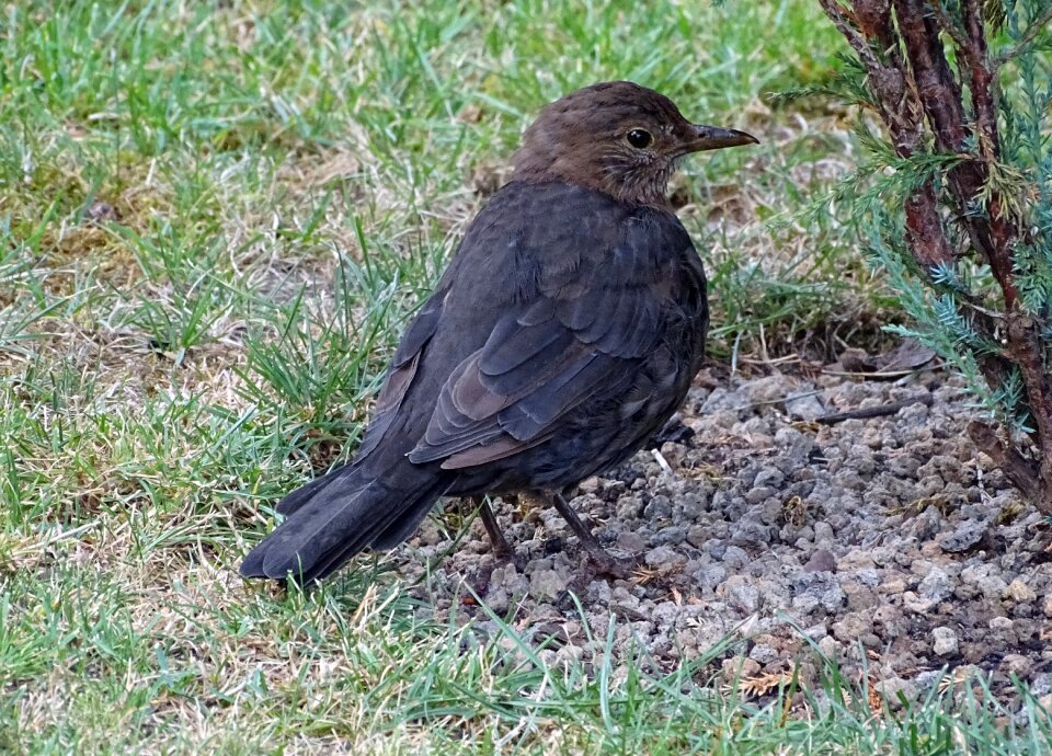 Nature garden bird foraging