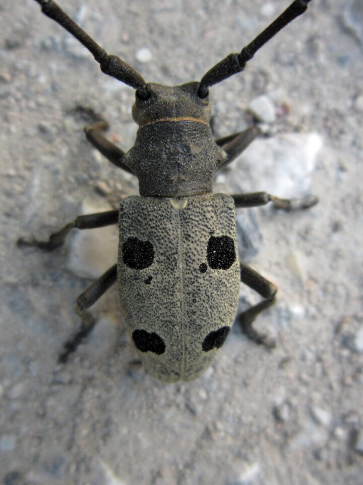 Longhorn beetle insect bug