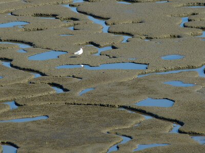 Beach nature dunes