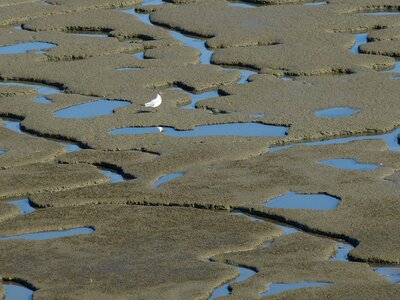 Beach nature dunes photo