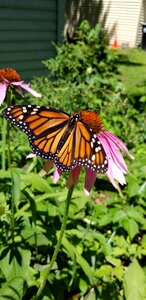 Echinacea flower garden
