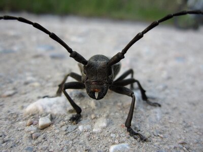 Longhorn beetle insect bug photo
