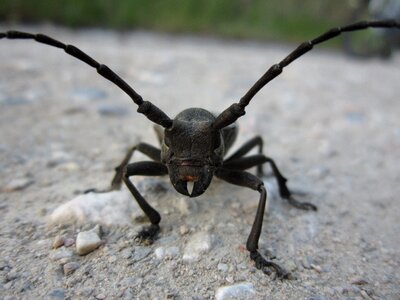 Longhorn beetle insect bug