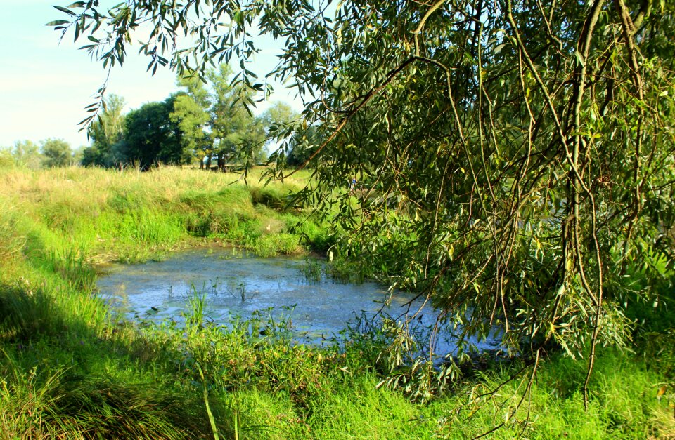 Summer water vegetation