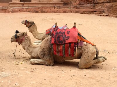 Saddle saddled camels