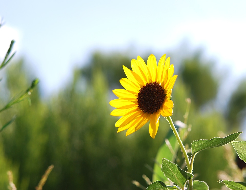 Summer flowers plants
