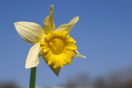 Daffodil flower spring photo